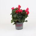 Begonia BETULIA BRIGHT PINK