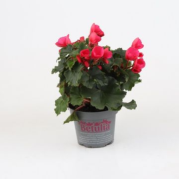 Begonia BETULIA BRIGHT PINK