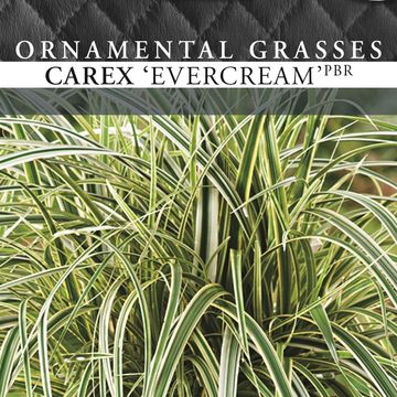 Carex oshimensis EVERCOLOR EVERCREAM