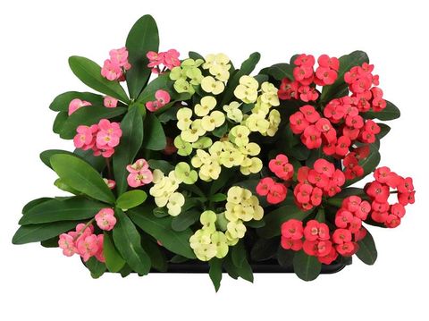 Euphorbia MILII MIX
