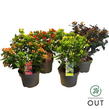 Hypericum MIRACLE MIX