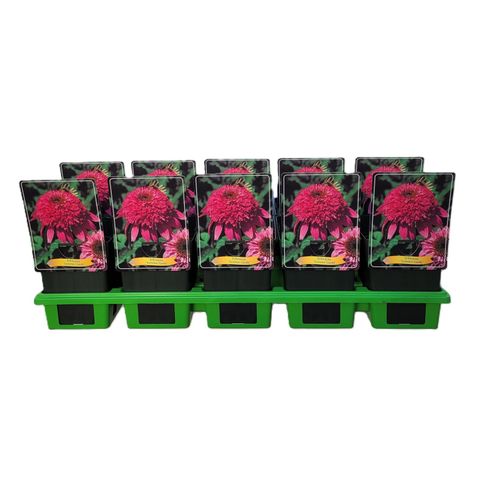 Echinacea 'Summer Candy'