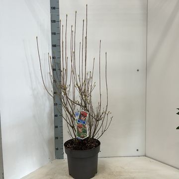 Enkianthus campanulatus 'Pagode'