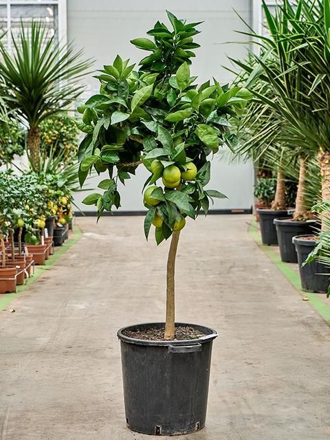 Citrus sinensis 'Arancio'