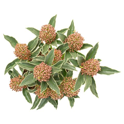 Skimmia japonica 'Mystic Marlot'