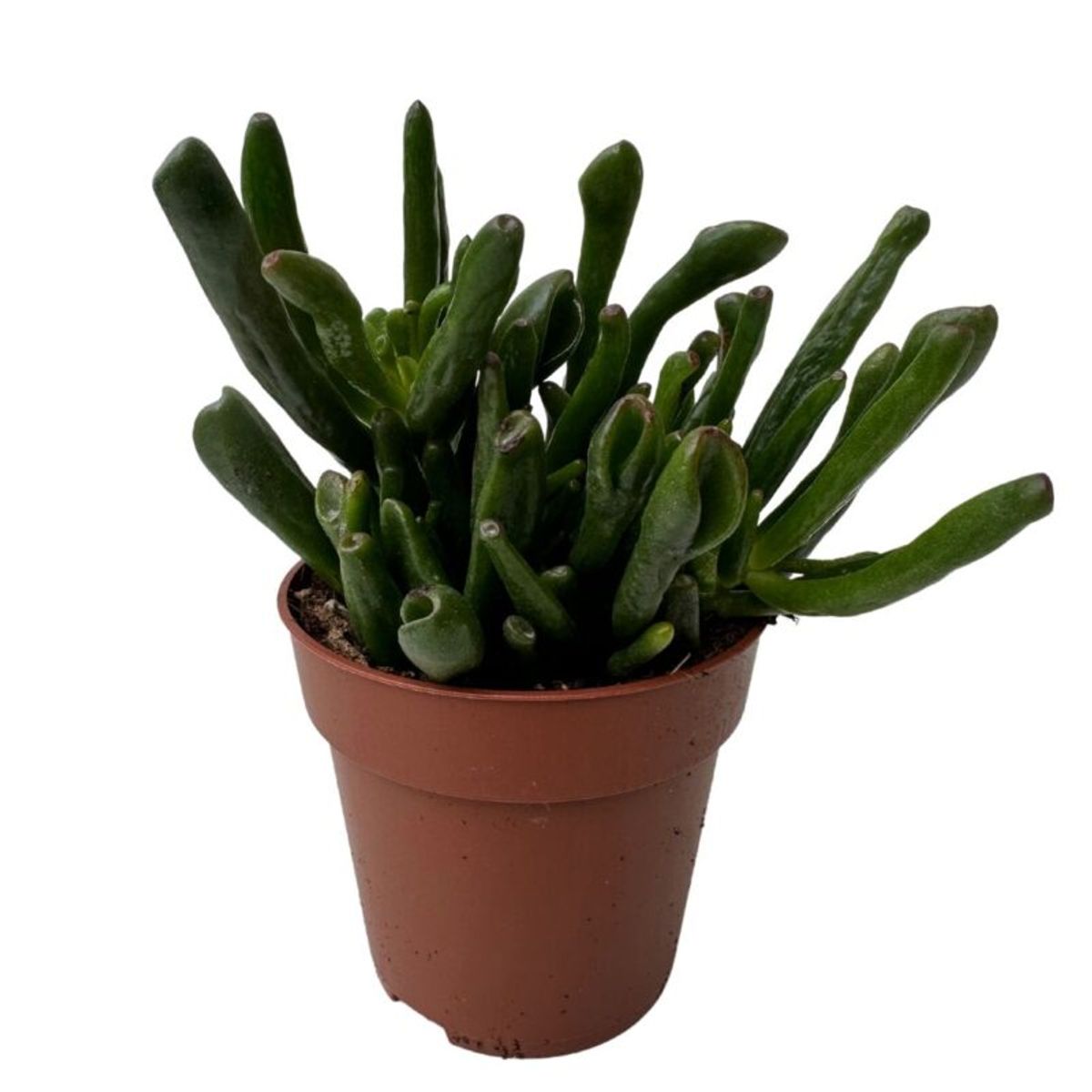 Crassula ovata 'Coral' — Plant Wholesale FlorAccess