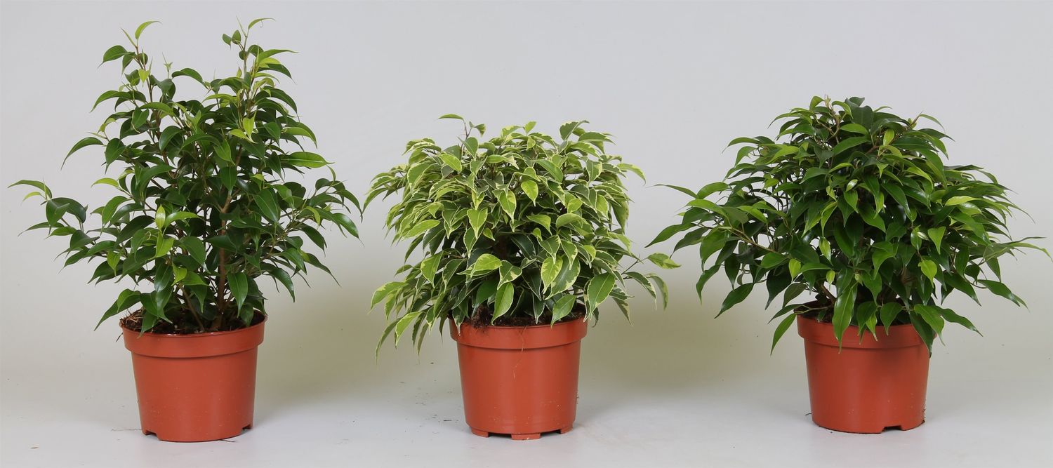 Ficus benjamina MIX — Plant Wholesale FlorAccess