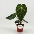 Anthurium regale