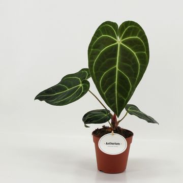 Anthurium regale