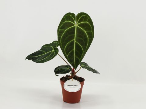 Anthurium regale