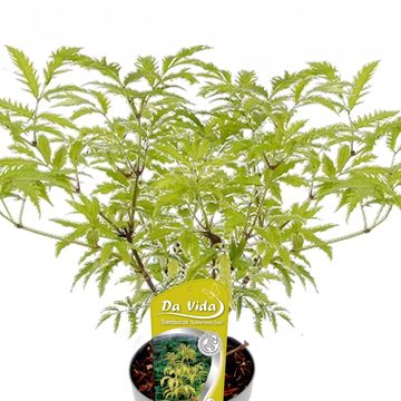 Sambucus nigra GOLDEN TOWER