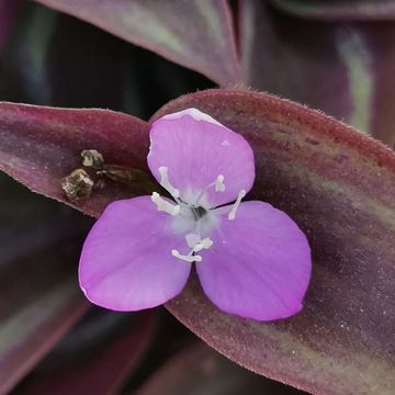 Tradescantia zebrina