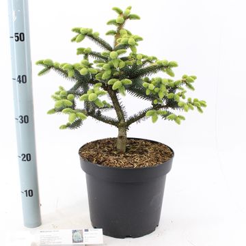 Abies pinsapo 'Aurea'