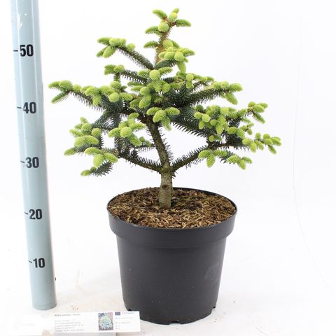 Abies pinsapo 'Aurea'