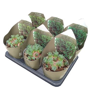 Euphorbia 'Cocklebur'