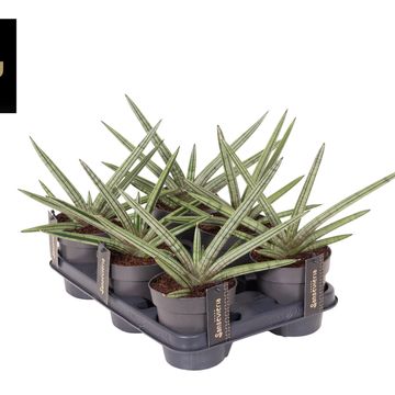 Sansevieria 'Tiara Stripes'