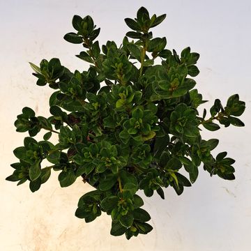 Rhododendron 'Izumi-no-mai' (AJ)