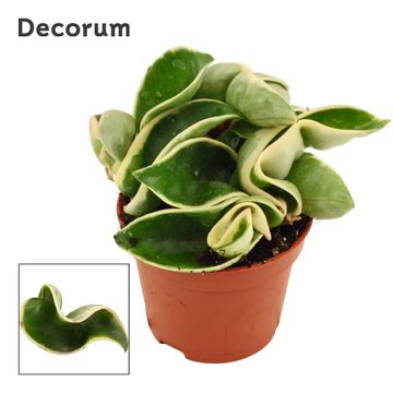 Hoya carnosa 'Compacta Variegata'