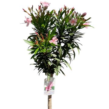 Nerium oleander