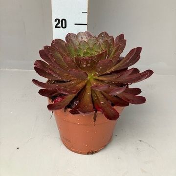 x Semponium 'Sienna'