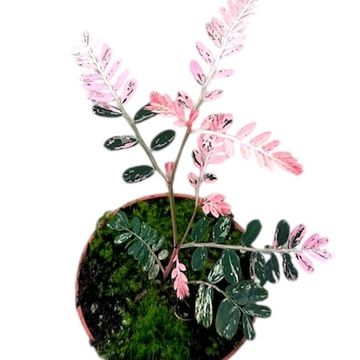 Phyllanthus urinaria 'Variegata'