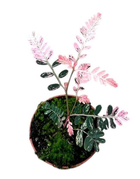 Phyllanthus urinaria 'Variegata'