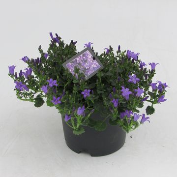 Campanula portenschlagiana 'Catharina'