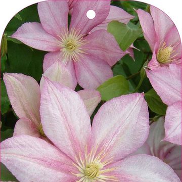 Clematis 'Caroline' (P)