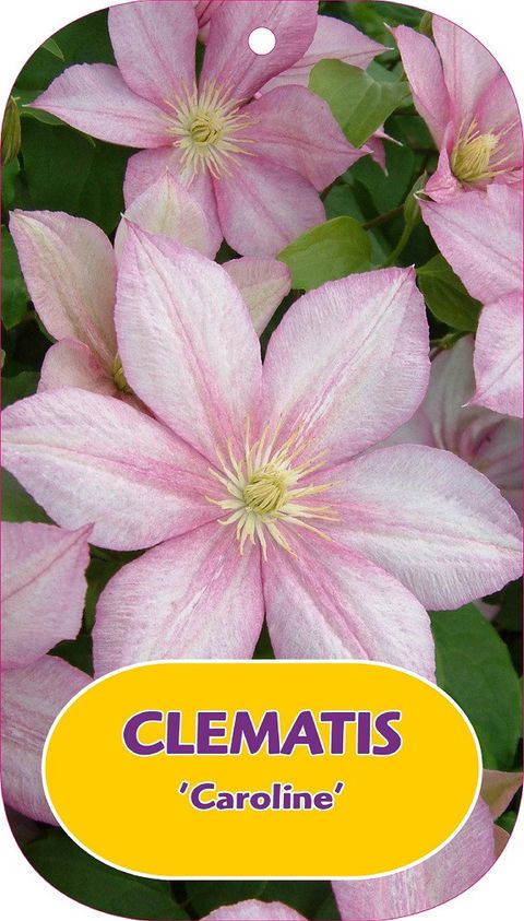 Clematis 'Caroline' (P)
