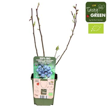 Vaccinium corymbosum 'Reka'