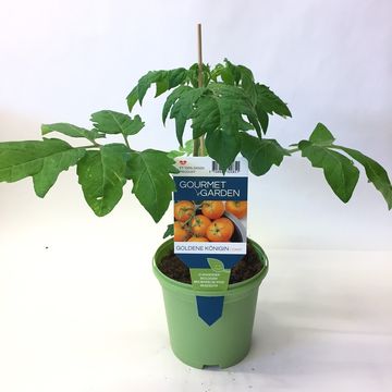 Solanum lycopersicum 'Goldene Königin'
