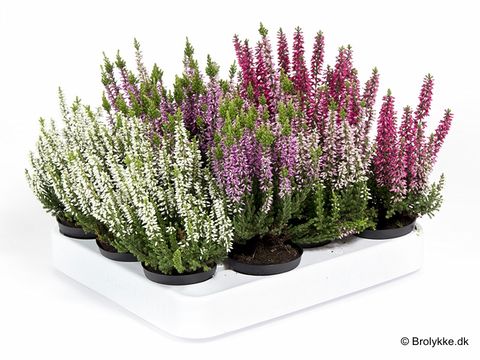 Calluna vulgaris
