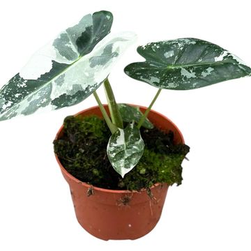 Alocasia 'Ninja Tricolor' — Plant Wholesale FlorAccess
