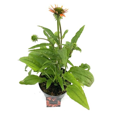 Echinacea LAKOTA ORANGE