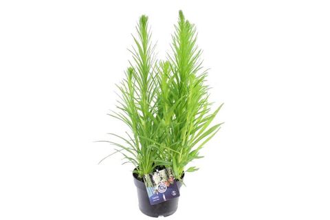 Liatris spicata 'Alba'