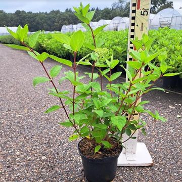 Hydrangea paniculata 'Grandiflora'