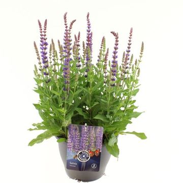 Salvia nemorosa 'Ostfriesland'