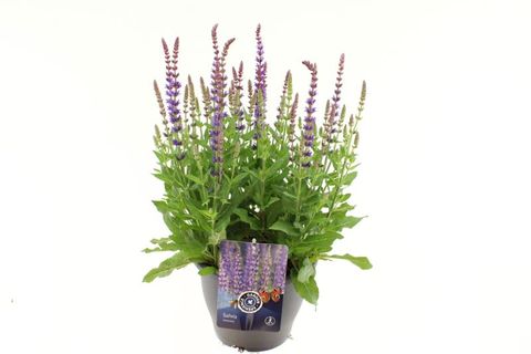 Salvia nemorosa 'Ostfriesland'