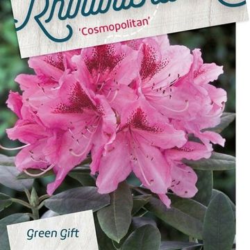 Rhododendron 'Космополитан'