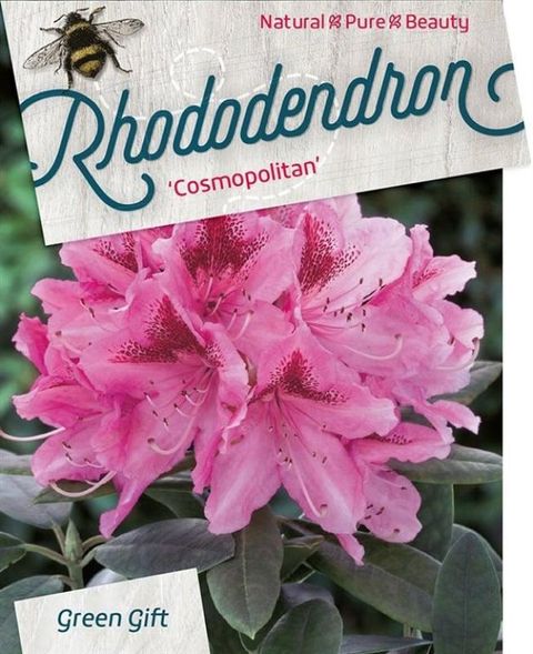 Rhododendron 'Космополитан'