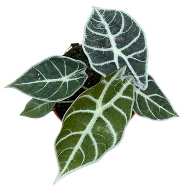 Alocasia 'Watsoniana Lightning'