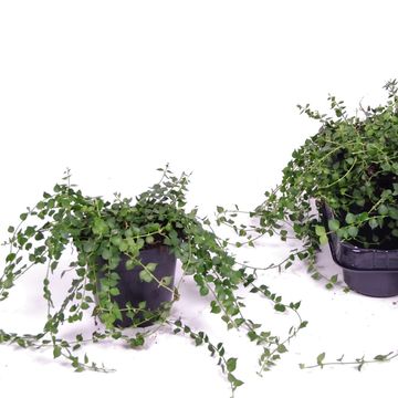 Dischidia ruscifolia