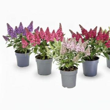Buddleja davidii LITTLE ROCKSTARS MIX