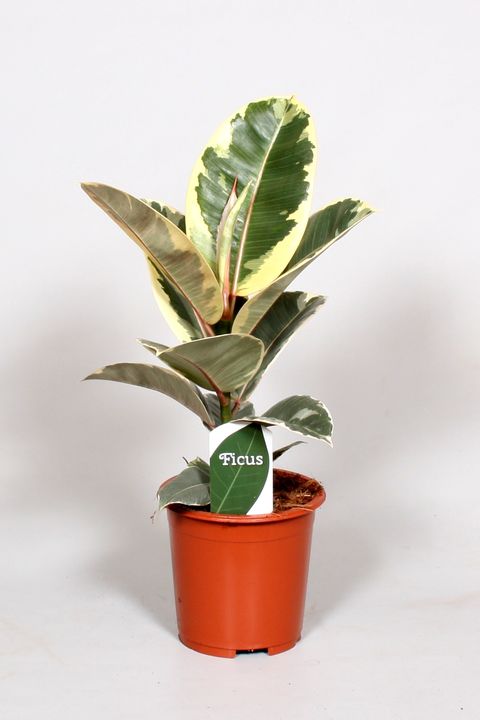 Ficus elastica 'Tineke'