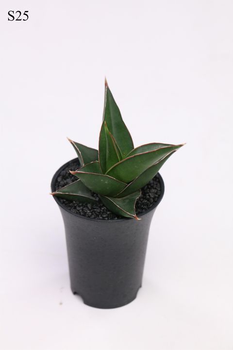 Sansevieria 'Comet Mini Amazon No. 2'