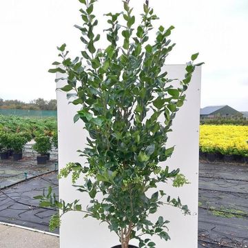 Ligustrum japonicum 'Texanum'