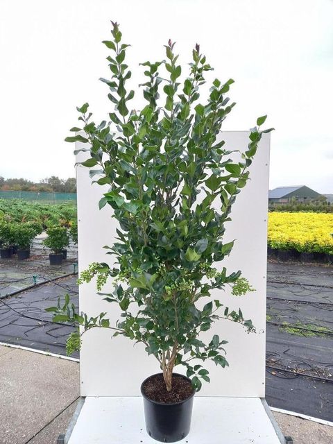 Ligustrum japonicum 'Texanum'