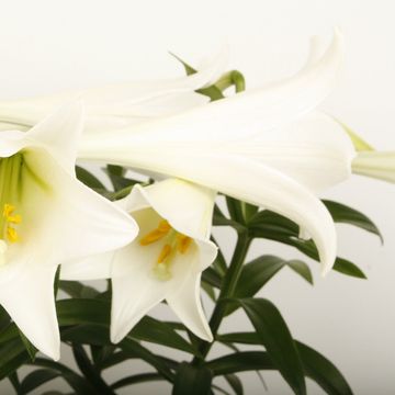 Lilium longiflorum 'Miracle'