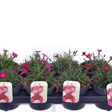 Диантус DIANTICA MIX