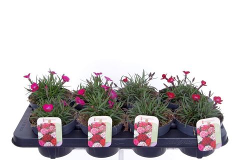 Dianthus DIANTICA MIX